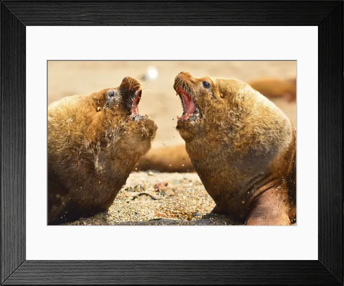 Framed Print : Picture No. 10901544 Framed Print : Picture No. 10901544
