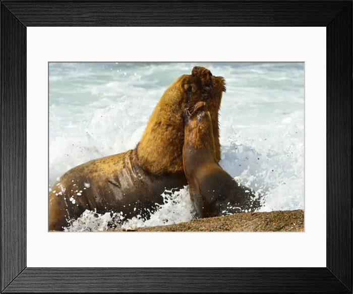 Framed Print : Picture No. 10901546 Framed Print : Picture No. 10901546