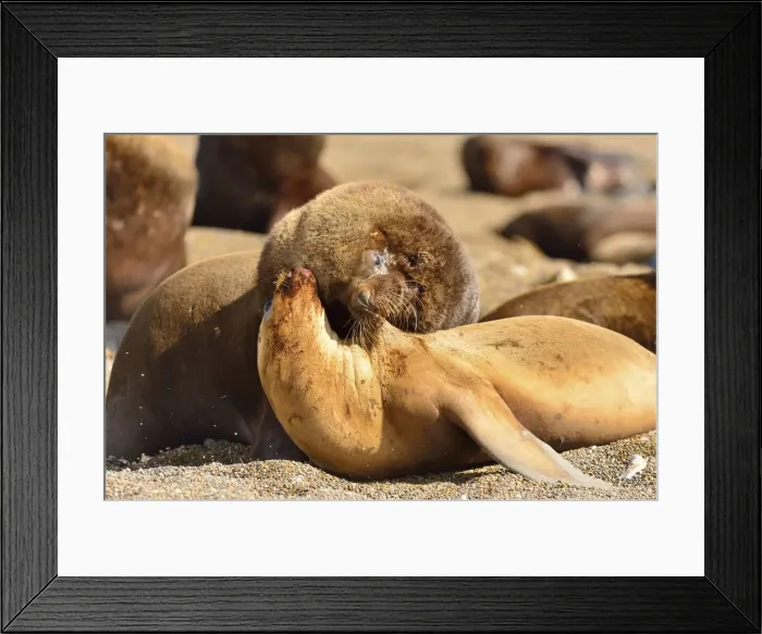 Framed Print : Picture No. 10901540 Framed Print : Picture No. 10901540
