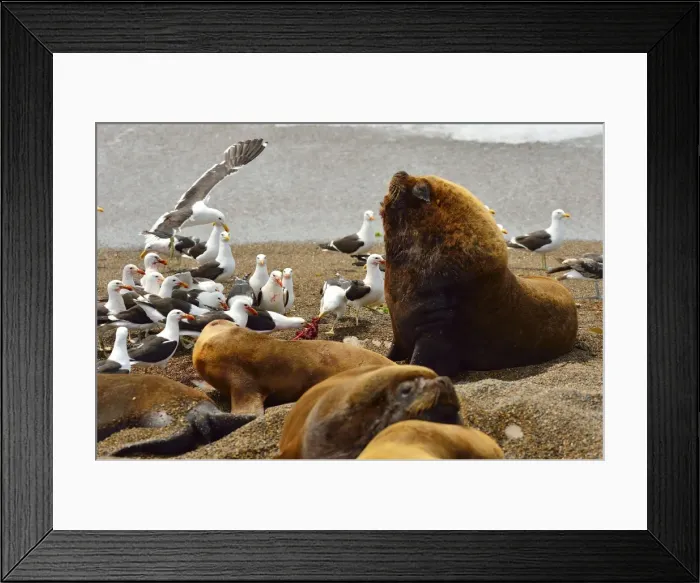Framed Print : Picture No. 10901545 Framed Print : Picture No. 10901545