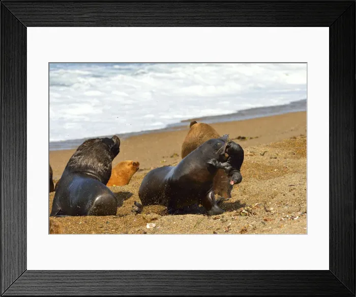 Framed Print : Picture No. 10901549 Framed Print : Picture No. 10901549