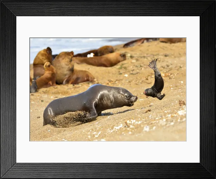 Framed Print : Picture No. 10901552 Framed Print : Picture No. 10901552