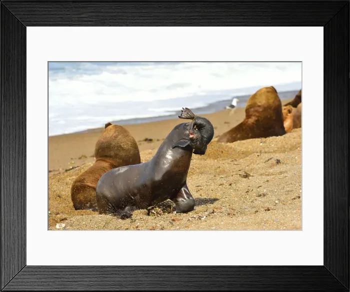 Framed Print : Picture No. 10901550 Framed Print : Picture No. 10901550