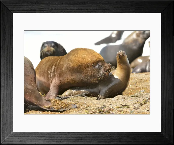 Framed Print : Picture No. 10901547 Framed Print : Picture No. 10901547
