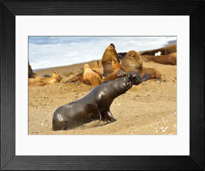 Framed Print : Picture No. 10901551 Framed Print : Picture No. 10901551
