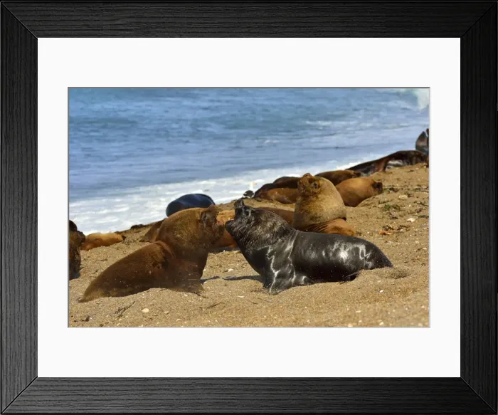 Framed Print : Picture No. 10901548 Framed Print : Picture No. 10901548