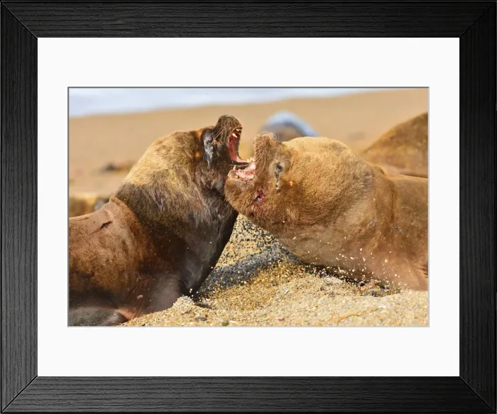 Framed Print : Picture No. 10901554 Framed Print : Picture No. 10901554