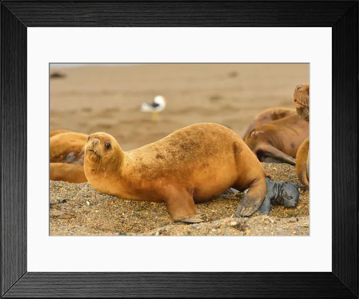 Framed Print : Picture No. 10901557 Framed Print : Picture No. 10901557