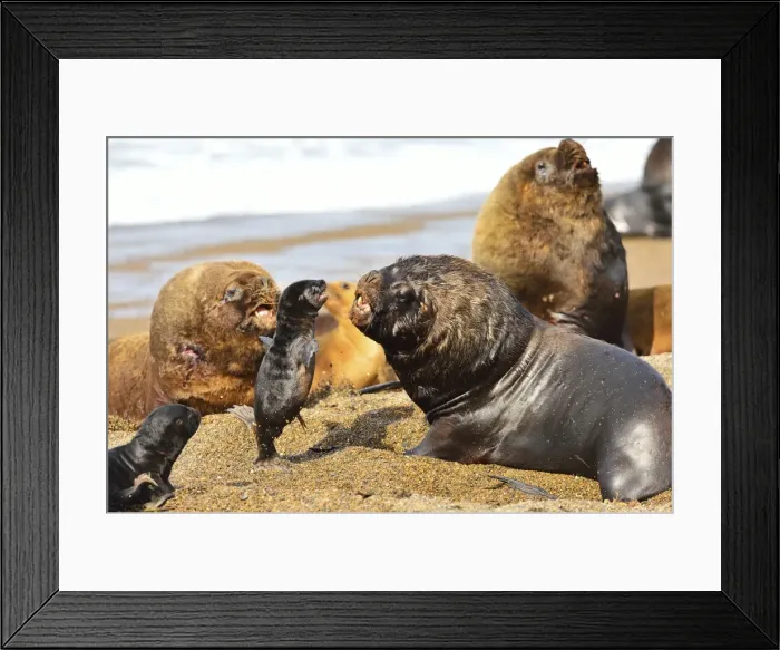 Framed Print : Picture No. 10901553 Framed Print : Picture No. 10901553