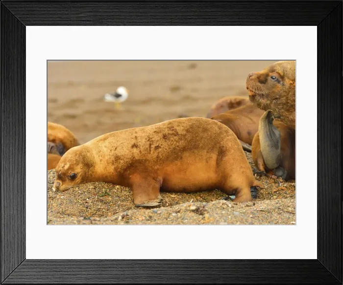 Framed Print : Picture No. 10901556 Framed Print : Picture No. 10901556