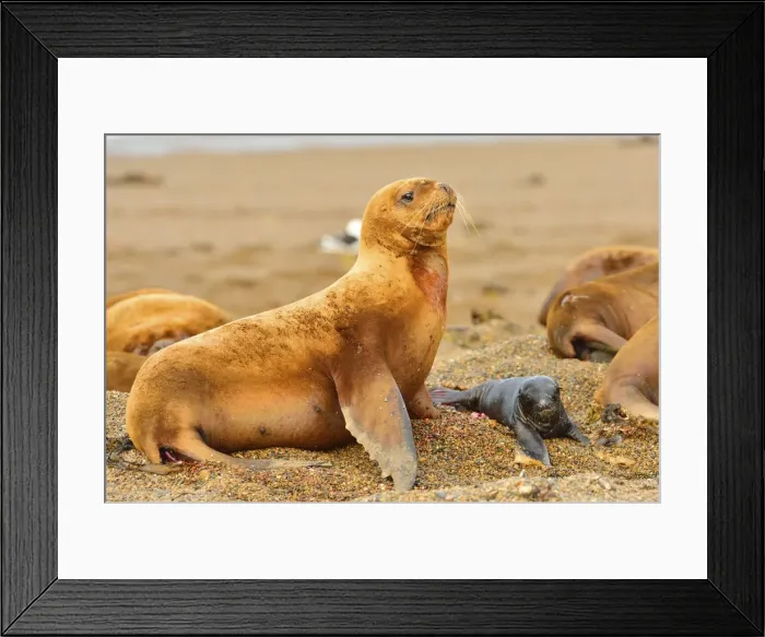Framed Print : Picture No. 10901559 Framed Print : Picture No. 10901559