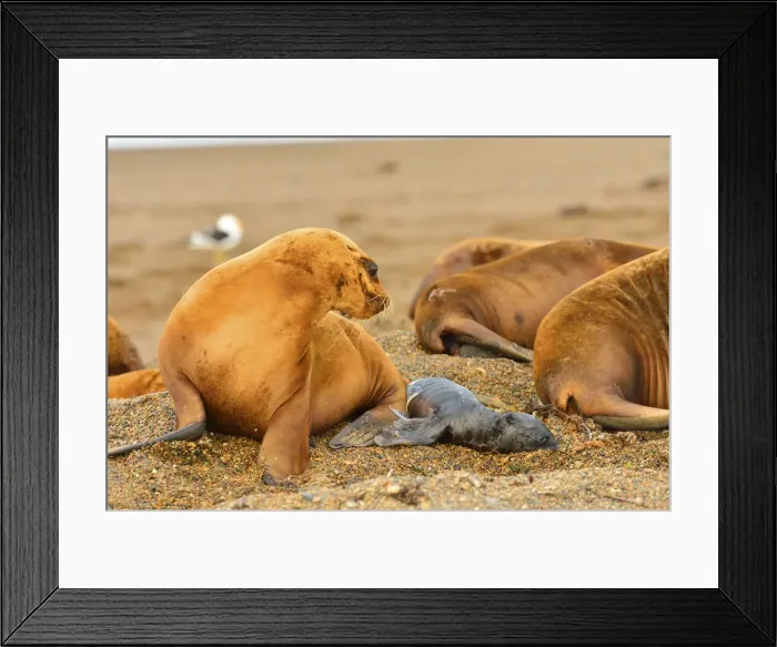 Framed Print : Picture No. 10901558 Framed Print : Picture No. 10901558