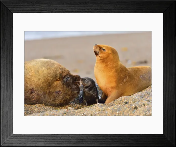 Framed Print : Picture No. 10901555