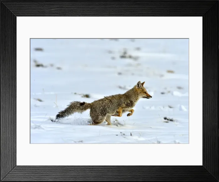 Framed Print : Picture No. 10901567 Framed Print : Picture No. 10901567