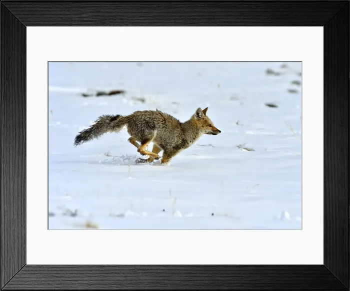 Framed Print : Picture No. 10901569 Framed Print : Picture No. 10901569