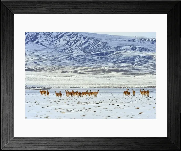 Framed Print : Picture No. 10901570