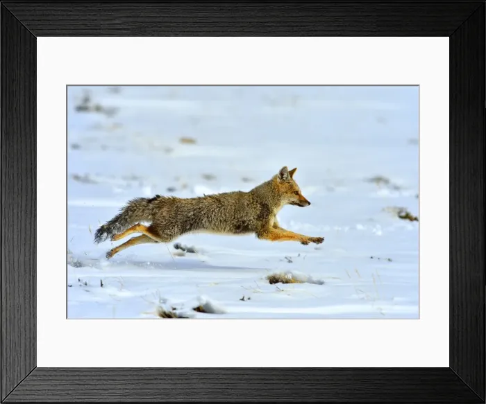 Framed Print : Picture No. 10901568 Framed Print : Picture No. 10901568
