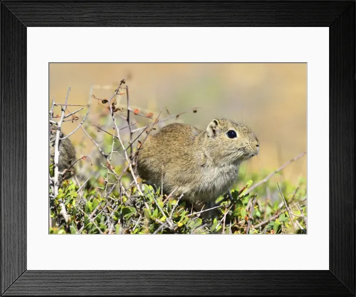 Framed Print : Picture No. 10901572 Framed Print : Picture No. 10901572