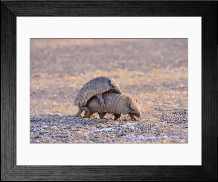 Framed Print : Picture No. 10901573 Framed Print : Picture No. 10901573