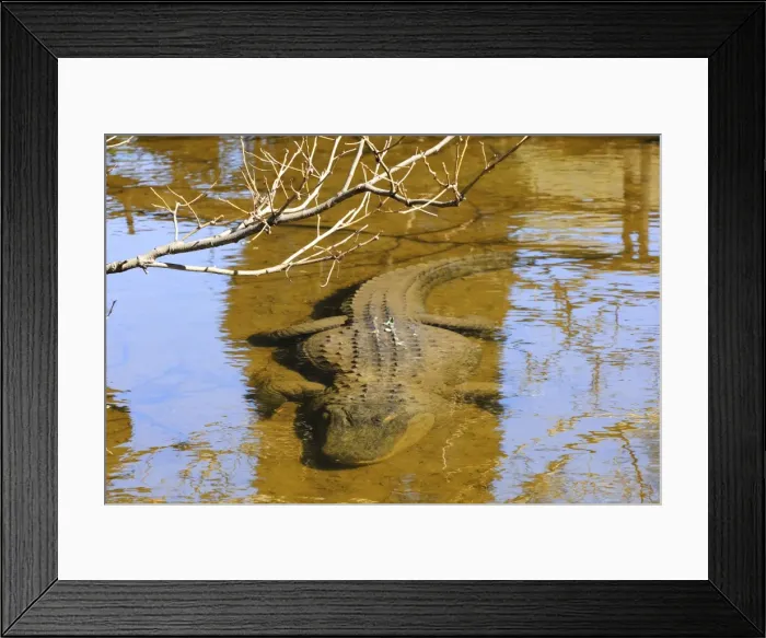 Framed Print : Picture No. 10901576