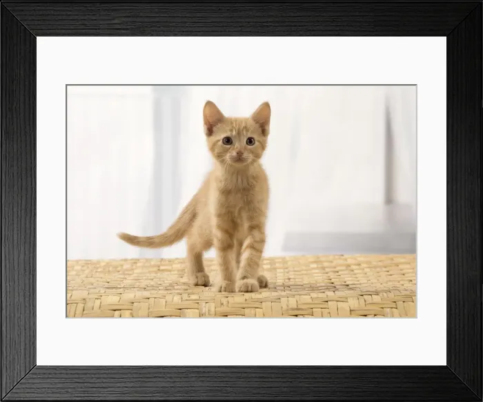 Framed Print : Picture No. 10901585 Framed Print : Picture No. 10901585
