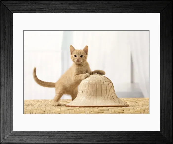 Framed Print : Picture No. 10901586 Framed Print : Picture No. 10901586