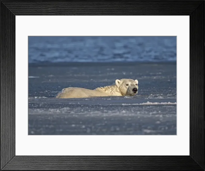 Framed Print : Picture No. 10901643 Framed Print : Picture No. 10901643