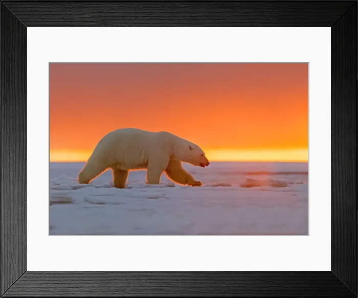 Framed Print : Picture No. 10901658 Framed Print : Picture No. 10901658