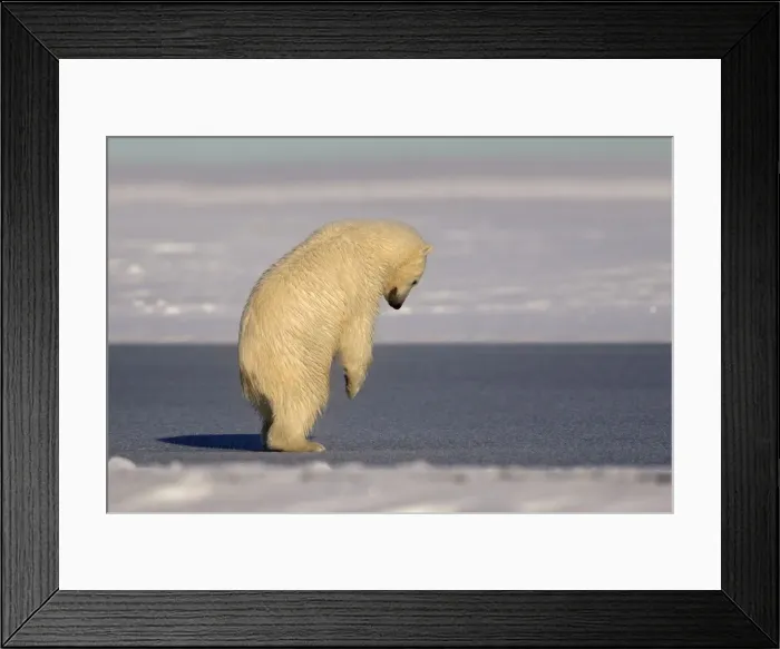Framed Print : Picture No. 10901668 Framed Print : Picture No. 10901668