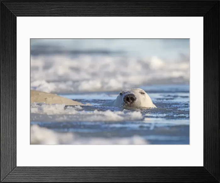 Framed Print : Picture No. 10901663 Framed Print : Picture No. 10901663