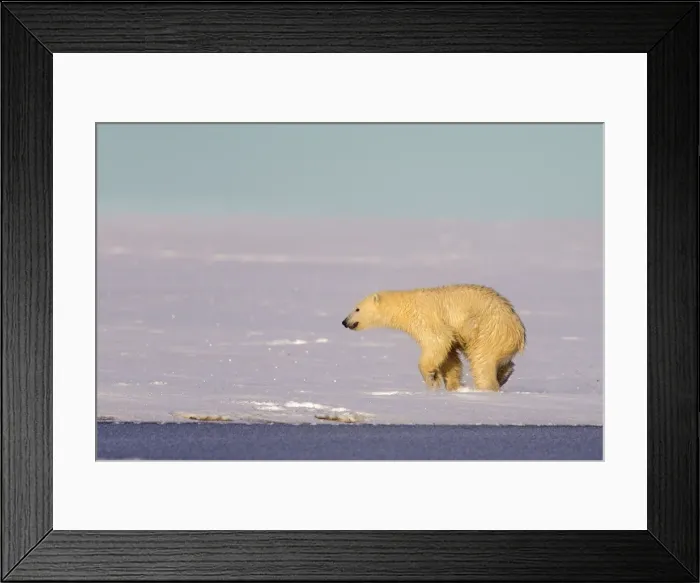 Framed Print : Picture No. 10901667 Framed Print : Picture No. 10901667