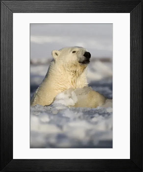 Framed Print : Picture No. 10901665 Framed Print : Picture No. 10901665