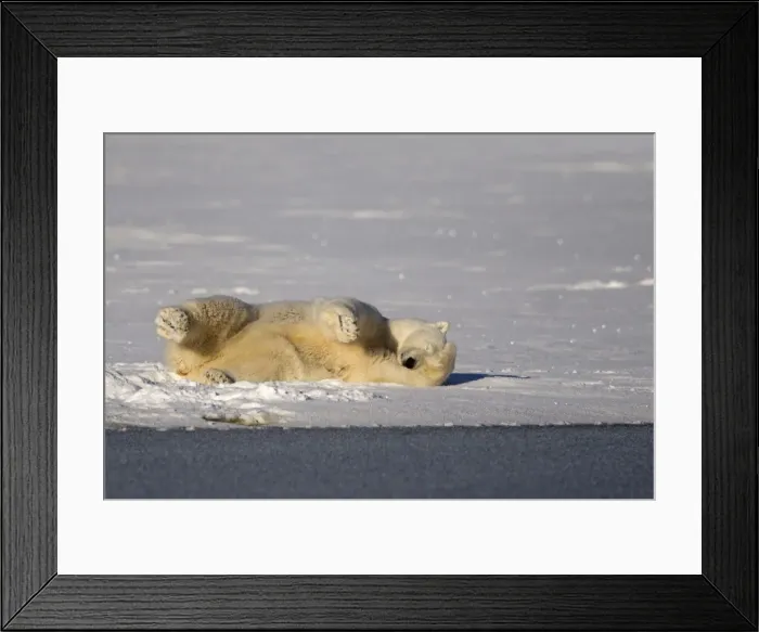 Framed Print : Picture No. 10901669