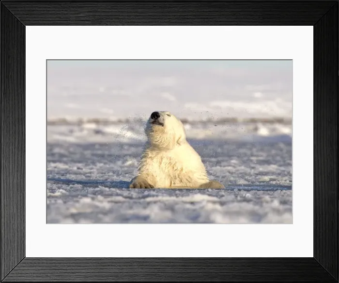Framed Print : Picture No. 10901673 Framed Print : Picture No. 10901673