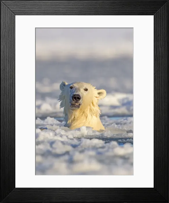 Framed Print : Picture No. 10901674 Framed Print : Picture No. 10901674