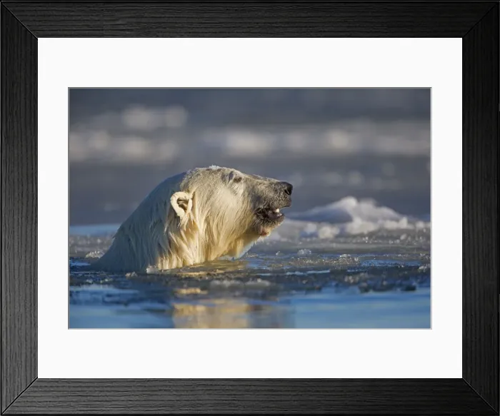 Framed Print : Picture No. 10901664 Framed Print : Picture No. 10901664