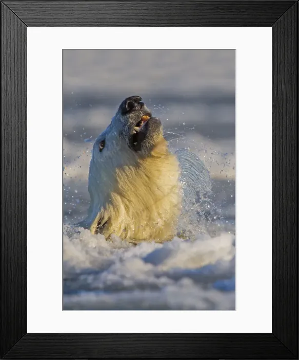Framed Print : Picture No. 10901677 Framed Print : Picture No. 10901677
