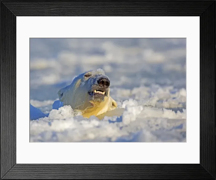 Framed Print : Picture No. 10901678 Framed Print : Picture No. 10901678