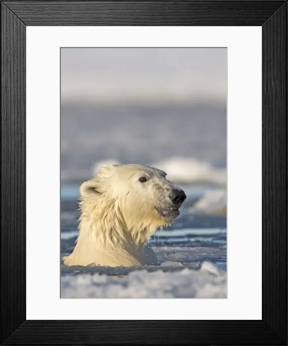 Framed Print : Picture No. 10901675 Framed Print : Picture No. 10901675