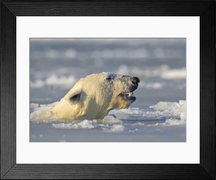 Framed Print : Picture No. 10901676 Framed Print : Picture No. 10901676