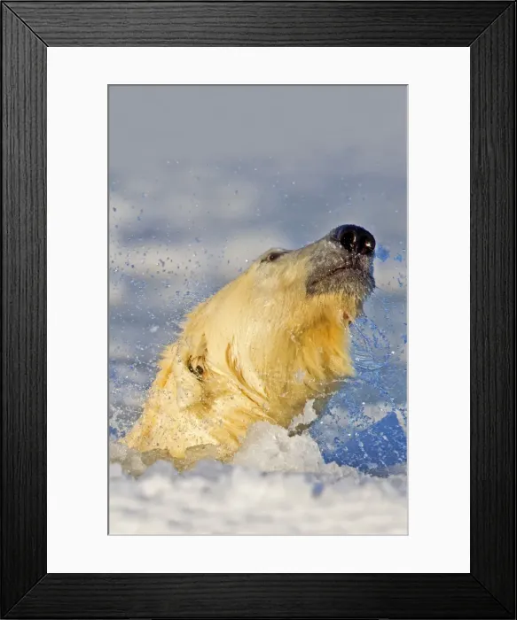 Framed Print : Picture No. 10901679 Framed Print : Picture No. 10901679
