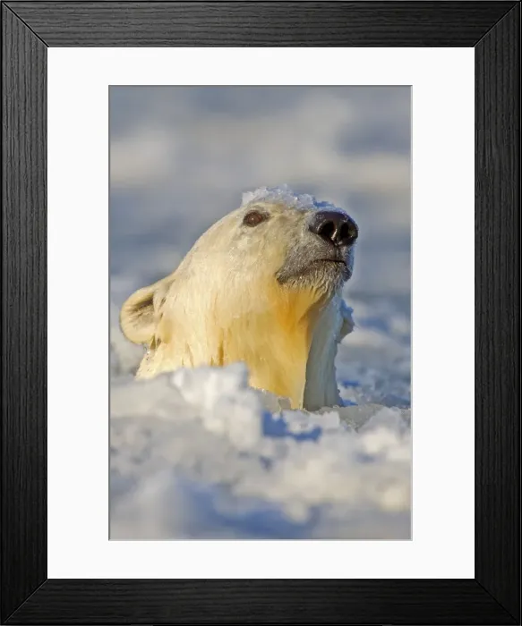 Framed Print : Picture No. 10901680 Framed Print : Picture No. 10901680