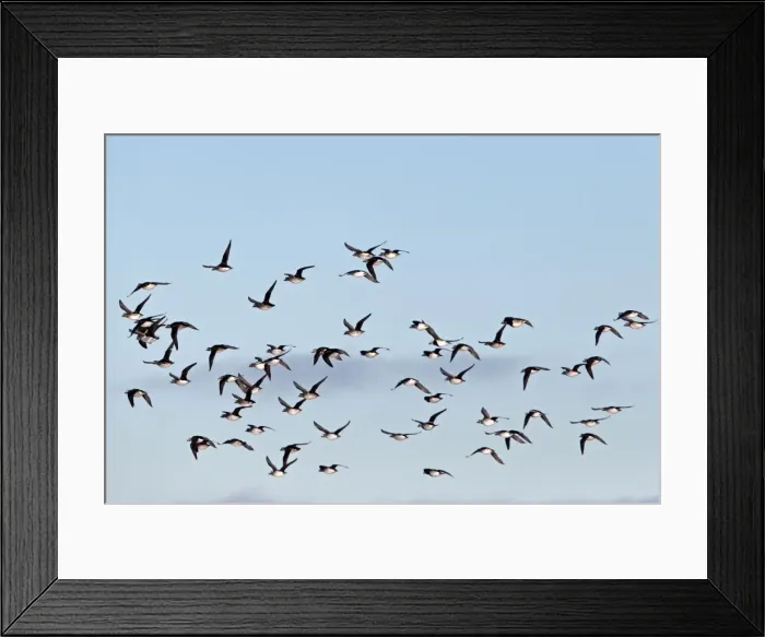 Framed Print : Picture No. 10901683 Framed Print : Picture No. 10901683