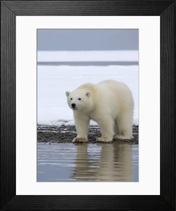 Framed Print : Picture No. 10901692 Framed Print : Picture No. 10901692