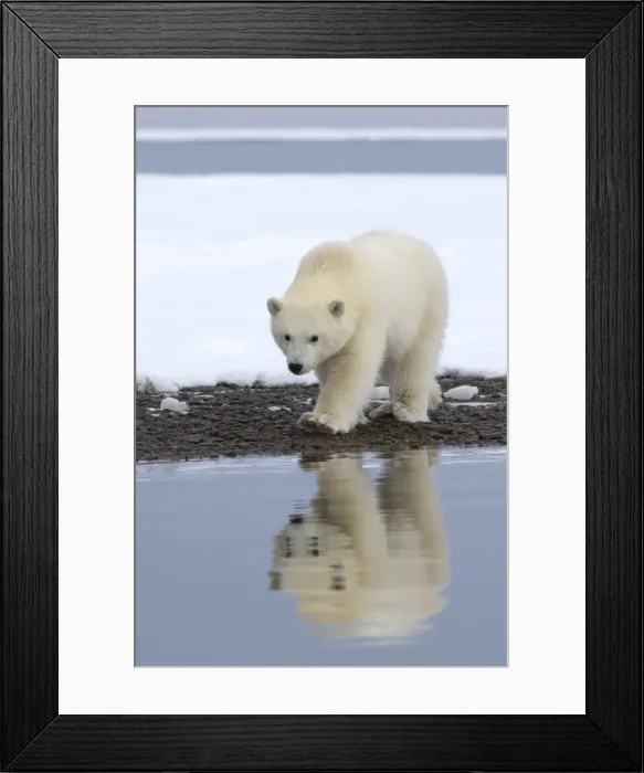 Framed Print : Picture No. 10901691