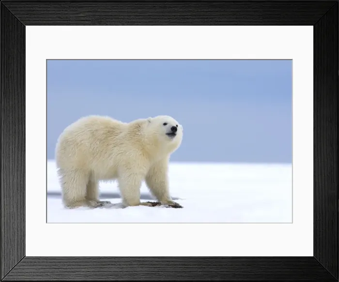 Framed Print : Picture No. 10901695