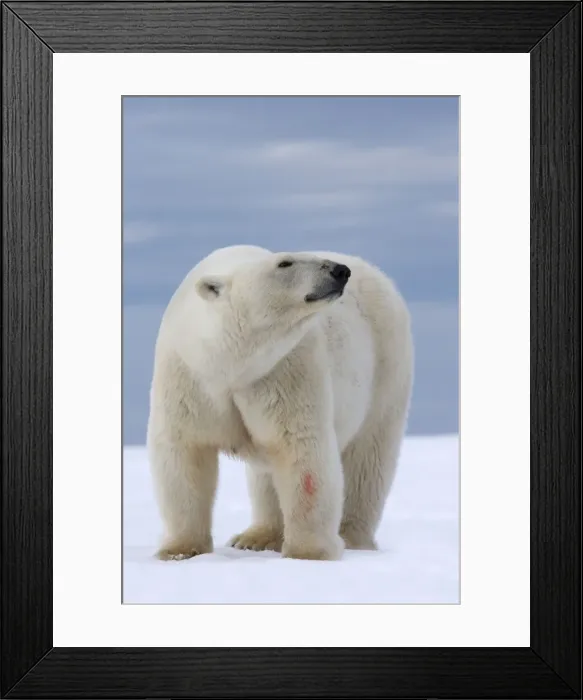 Framed Print : Picture No. 10901696 Framed Print : Picture No. 10901696