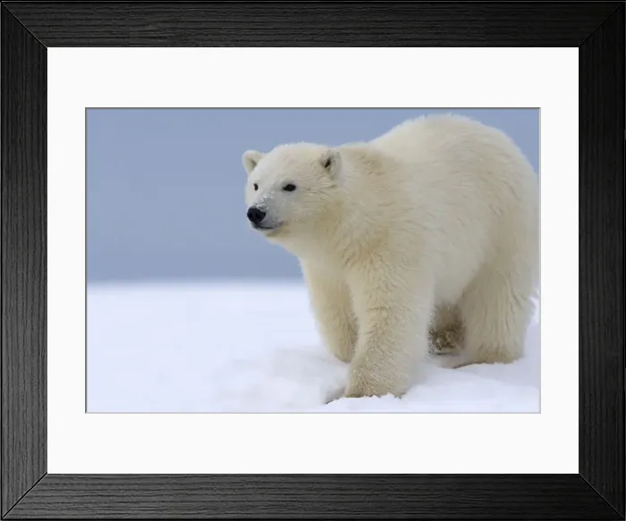Framed Print : Picture No. 10901694 Framed Print : Picture No. 10901694