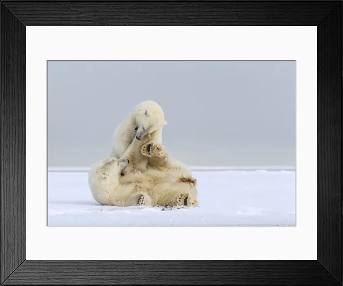 Framed Print : Picture No. 10901701 Framed Print : Picture No. 10901701