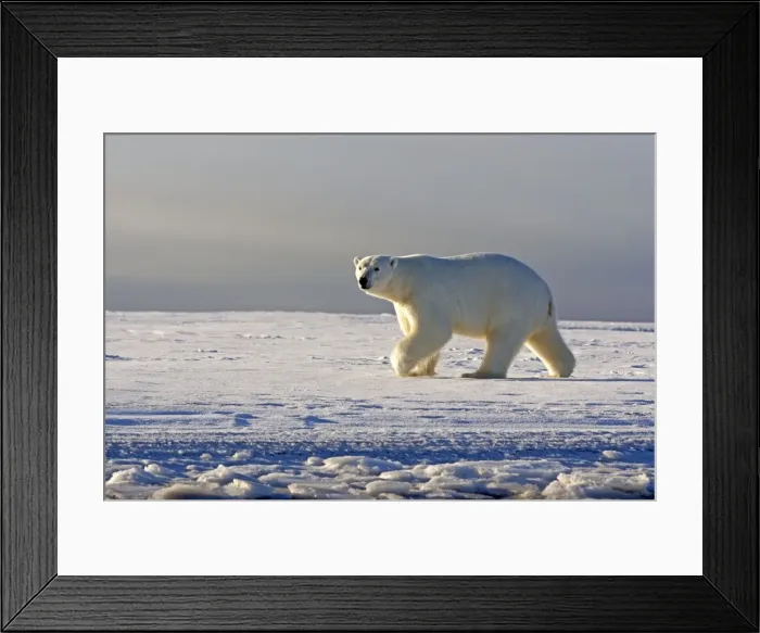 Framed Print : Picture No. 10901704 Framed Print : Picture No. 10901704